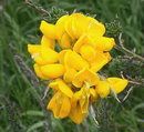 Spanish Broom